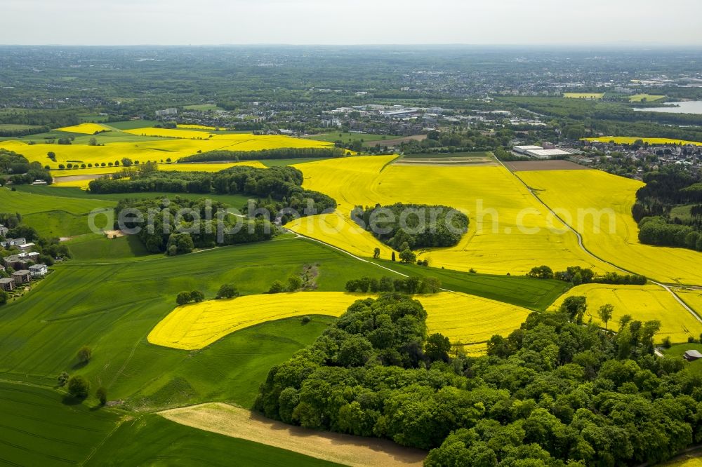 Erkrath from the bird's eye view: Field landscape yellow flowering rapeseed flowers in Erkrath in the state North Rhine-Westphalia