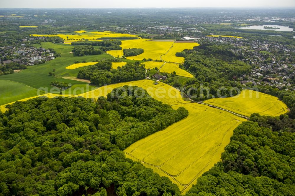 Aerial photograph Erkrath - Field landscape yellow flowering rapeseed flowers in Erkrath in the state North Rhine-Westphalia