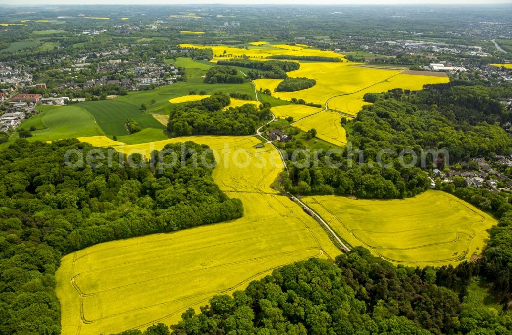 Erkrath from above - Field landscape yellow flowering rapeseed flowers in Erkrath in the state North Rhine-Westphalia