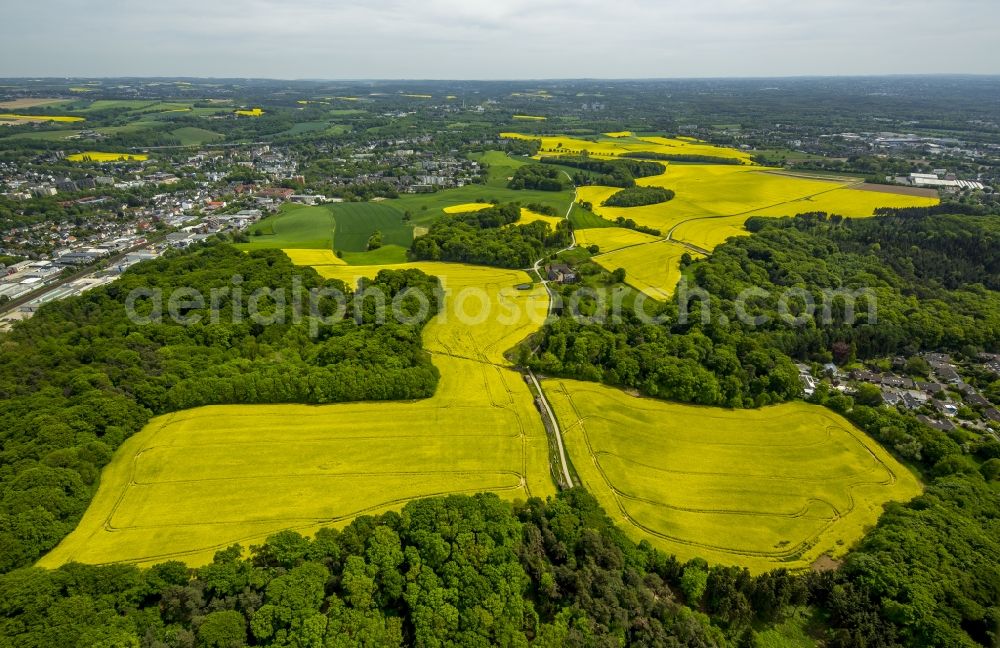 Erkrath from the bird's eye view: Field landscape yellow flowering rapeseed flowers in Erkrath in the state North Rhine-Westphalia