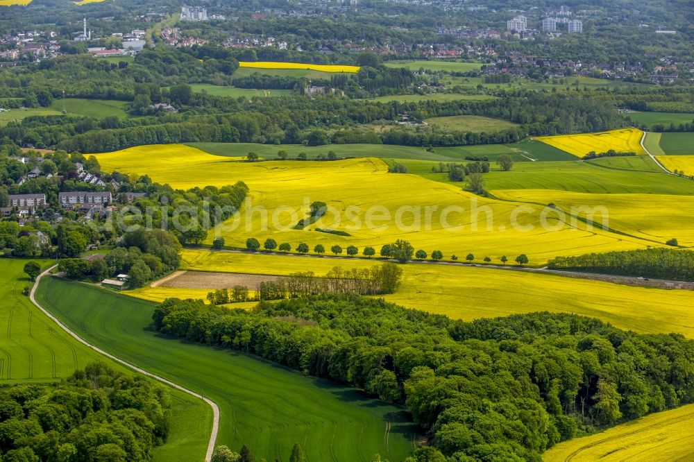 Aerial photograph Erkrath - Field landscape yellow flowering rapeseed flowers in Erkrath in the state North Rhine-Westphalia