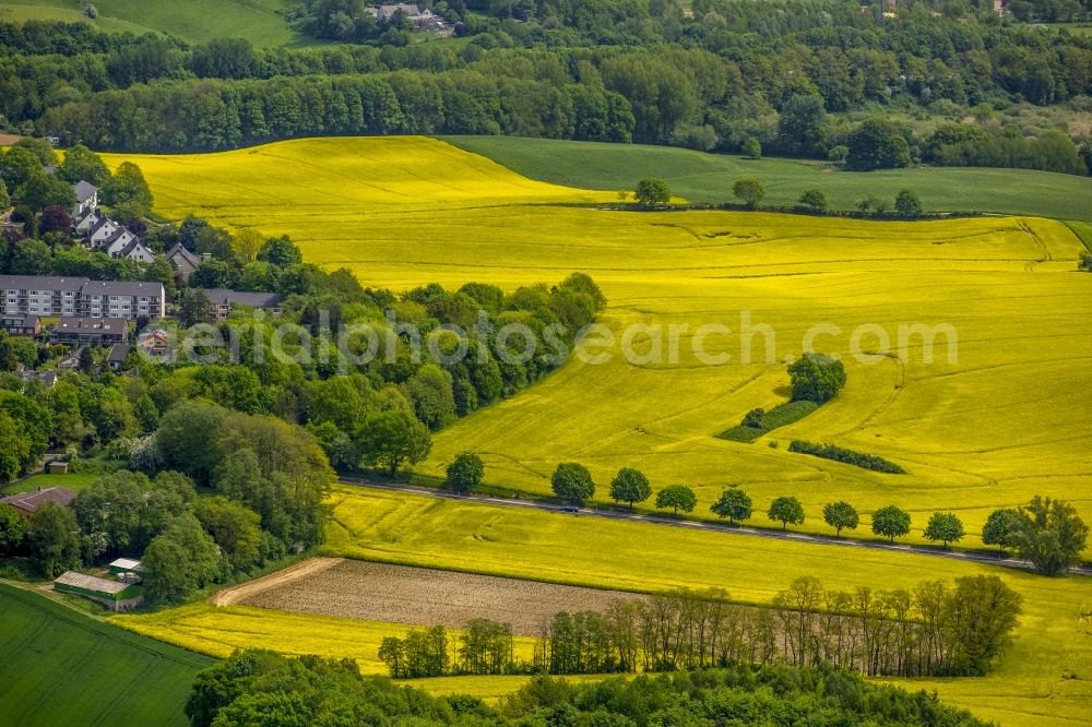 Erkrath from above - Field landscape yellow flowering rapeseed flowers in Erkrath in the state North Rhine-Westphalia