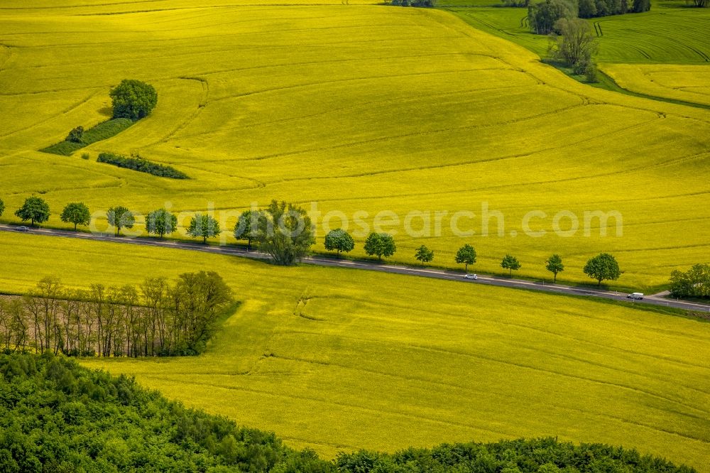 Erkrath from the bird's eye view: Field landscape yellow flowering rapeseed flowers in Erkrath in the state North Rhine-Westphalia