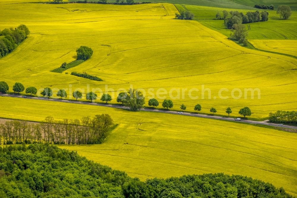 Aerial photograph Erkrath - Field landscape yellow flowering rapeseed flowers in Erkrath in the state North Rhine-Westphalia