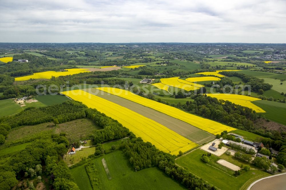 Aerial image Essen - Field landscape yellow flowering rapeseed flowers in Essen in the state North Rhine-Westphalia