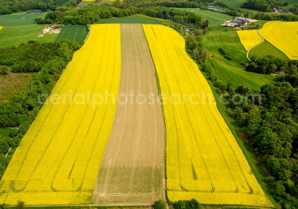 Aerial photograph Essen - Field landscape yellow flowering rapeseed flowers in Essen in the state North Rhine-Westphalia