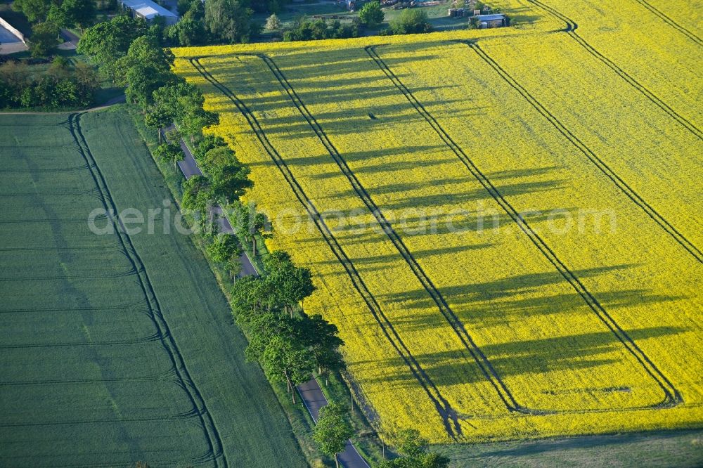 Aerial photograph Flatow - Field landscape yellow flowering rapeseed flowers in Flatow in the state Brandenburg, Germany