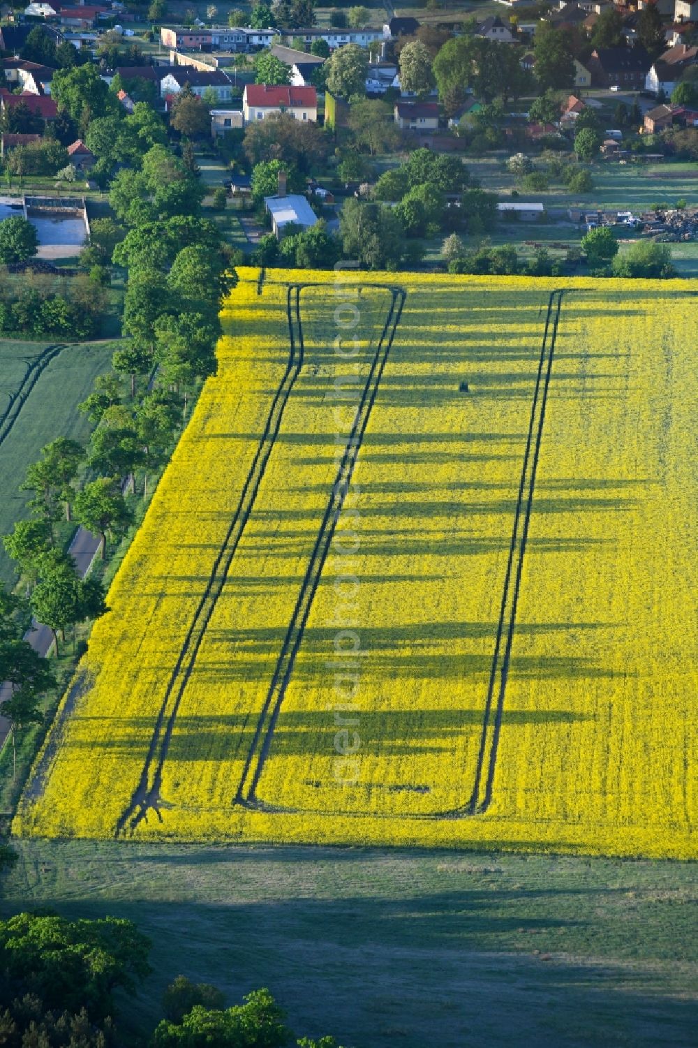 Flatow from the bird's eye view: Field landscape yellow flowering rapeseed flowers in Flatow in the state Brandenburg, Germany