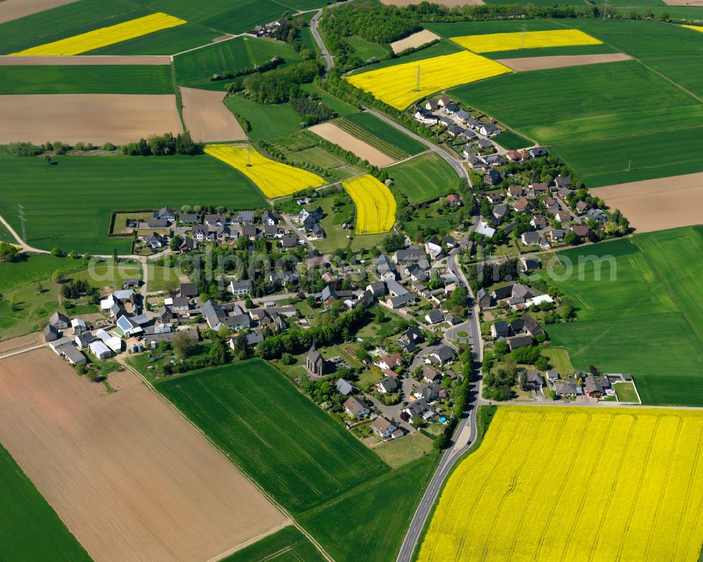 Gierschnach from the bird's eye view: Field landscape yellow flowering rapeseed flowers in Gierschnach in the state Rhineland-Palatinate, Germany