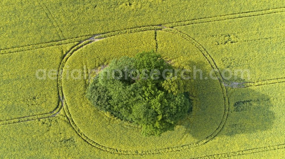 Aerial photograph Göxe - Field landscape yellow flowering rapeseed flowers in Goexe in the state Lower Saxony, Germany