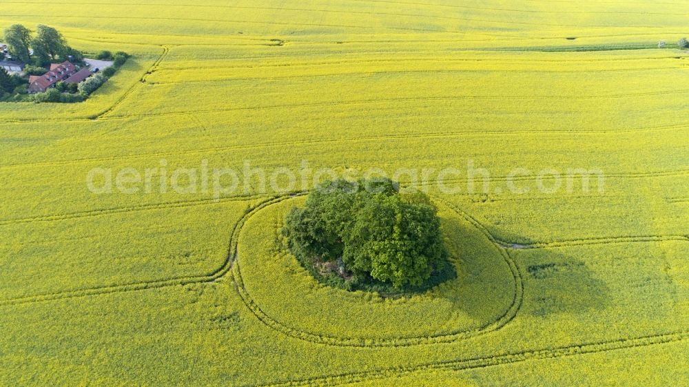 Aerial image Göxe - Field landscape yellow flowering rapeseed flowers in Goexe in the state Lower Saxony, Germany