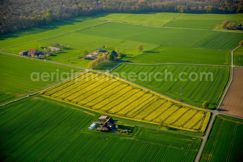 Aerial photograph Hamm - Field landscape yellow flowering rapeseed flowers in Hamm in the state North Rhine-Westphalia