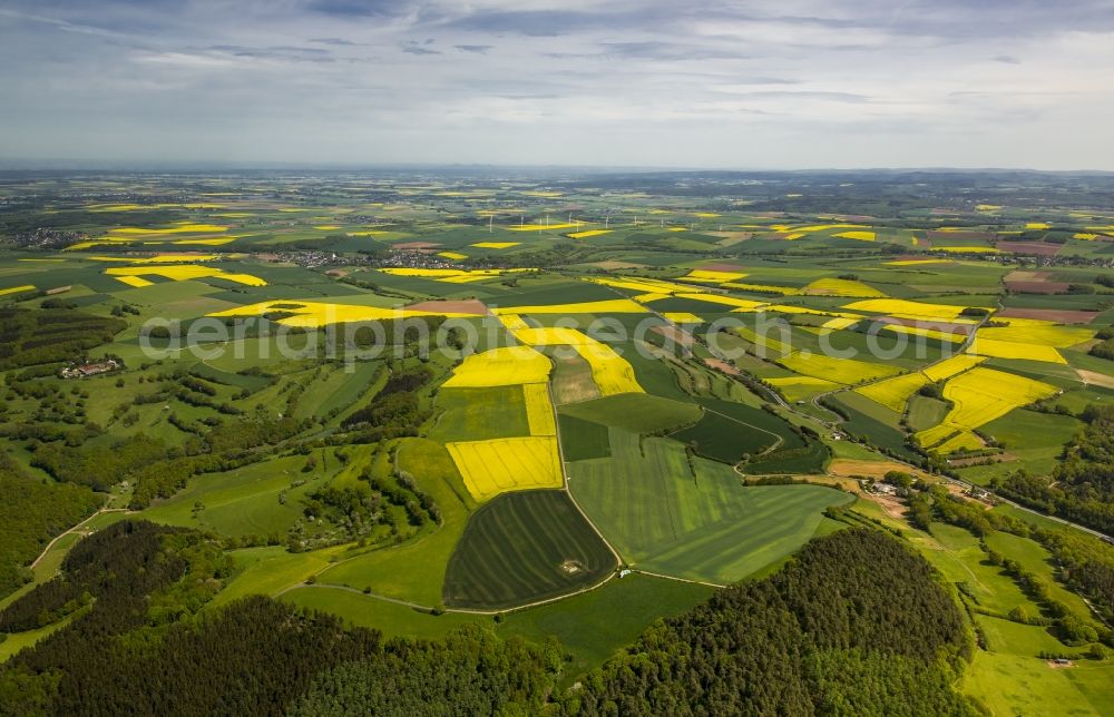 Aerial photograph Heimbach - Field landscape yellow flowering rapeseed flowers in Heimbach in the state North Rhine-Westphalia