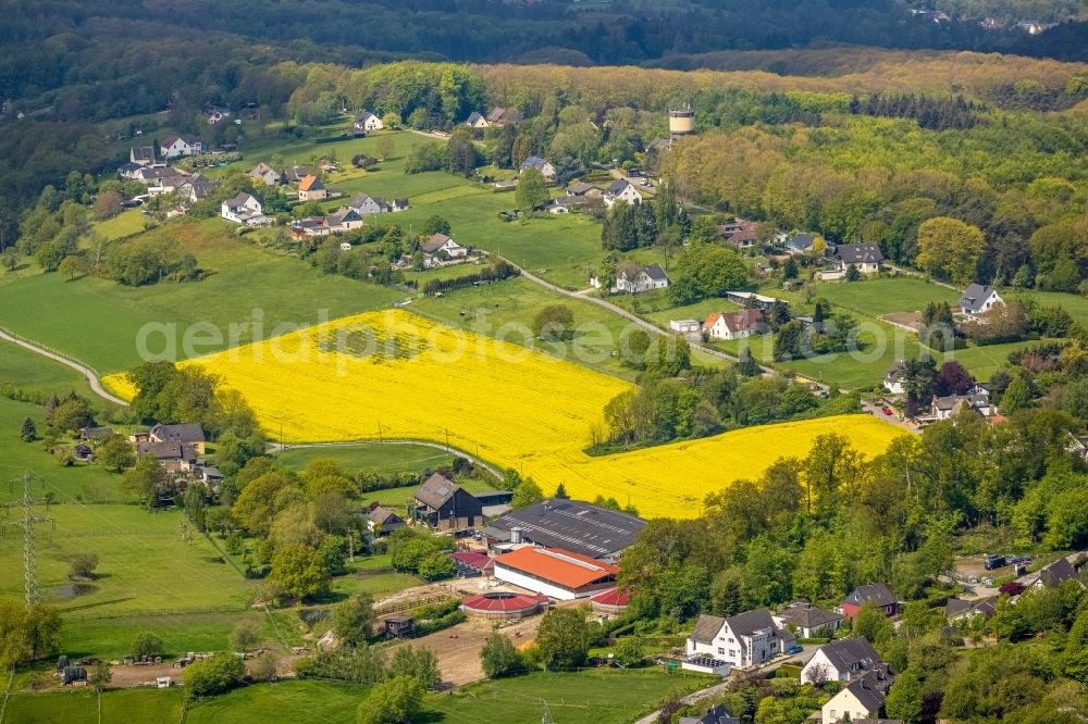 Herdecke from the bird's eye view: Field landscape yellow flowering rapeseed flowers in Herdecke in the state North Rhine-Westphalia, Germany