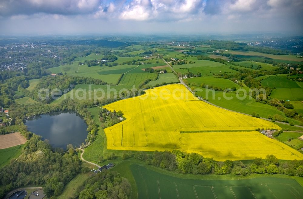 Aerial image Hessenbleck - Field landscape yellow flowering rapeseed flowers in Hessenbleck at Ruhrgebiet in the state North Rhine-Westphalia, Germany