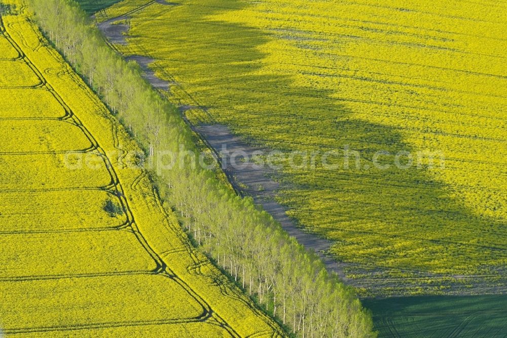 Aerial photograph Hohenberg-Krusemark - Field landscape yellow flowering rapeseed flowers in Hohenberg-Krusemark in the state Saxony-Anhalt, Germany