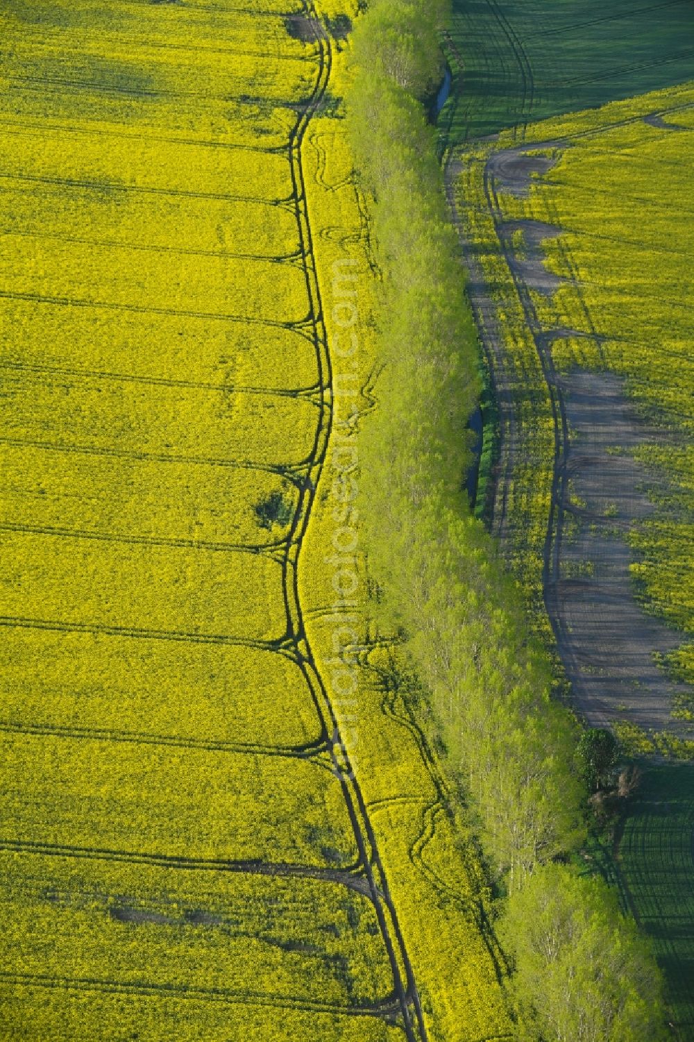 Hohenberg-Krusemark from above - Field landscape yellow flowering rapeseed flowers in Hohenberg-Krusemark in the state Saxony-Anhalt, Germany