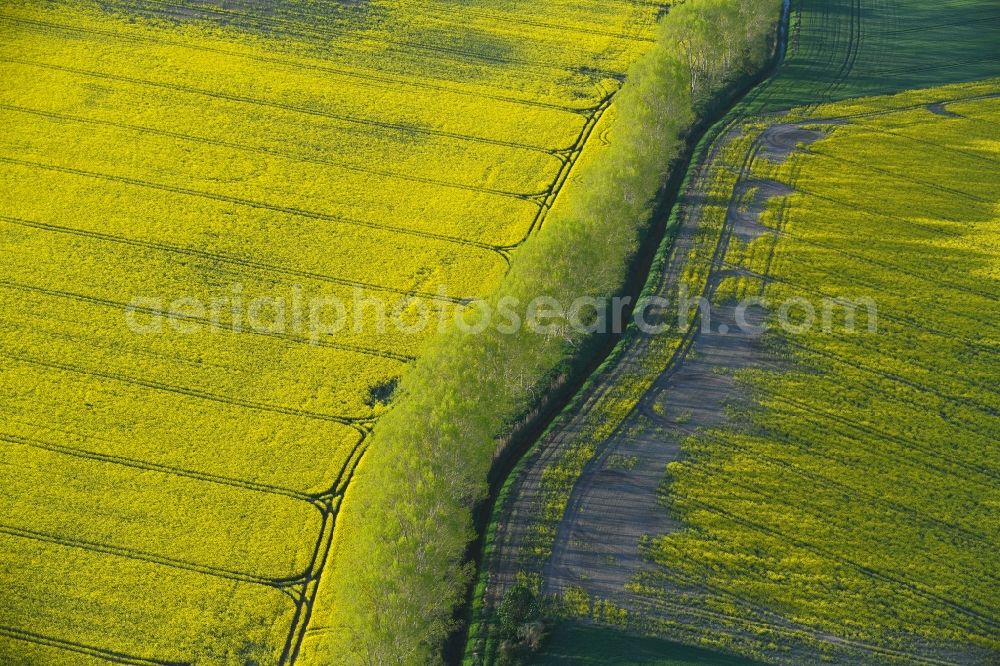 Hohenberg-Krusemark from the bird's eye view: Field landscape yellow flowering rapeseed flowers in Hohenberg-Krusemark in the state Saxony-Anhalt, Germany