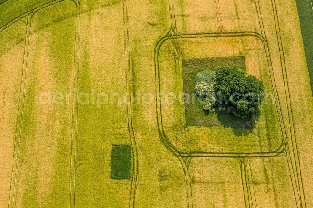 Aerial image Holzwickede - Treen on a Field landscape yellow flowering rapeseed flowers in Holzwickede in the state North Rhine-Westphalia