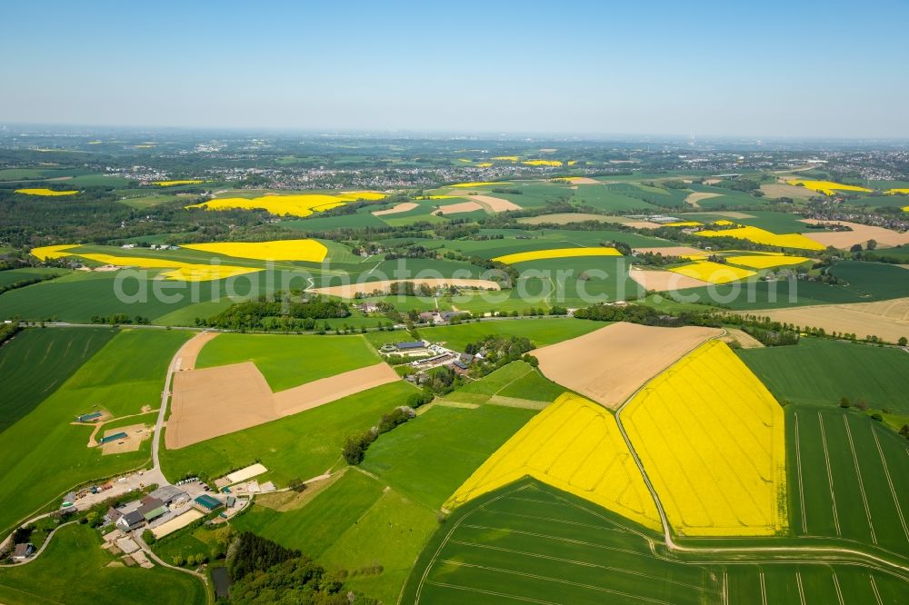 Homberg from the bird's eye view: Field landscape yellow flowering rapeseed flowers in Homberg in the state North Rhine-Westphalia