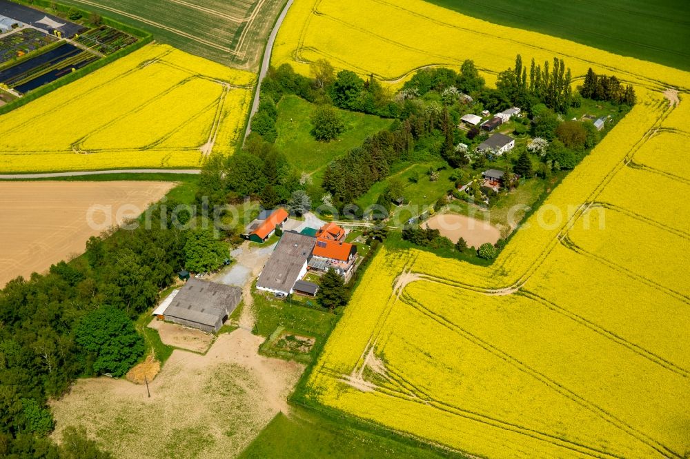 Homberg from the bird's eye view: Field landscape yellow flowering rapeseed flowers in Homberg in the state North Rhine-Westphalia