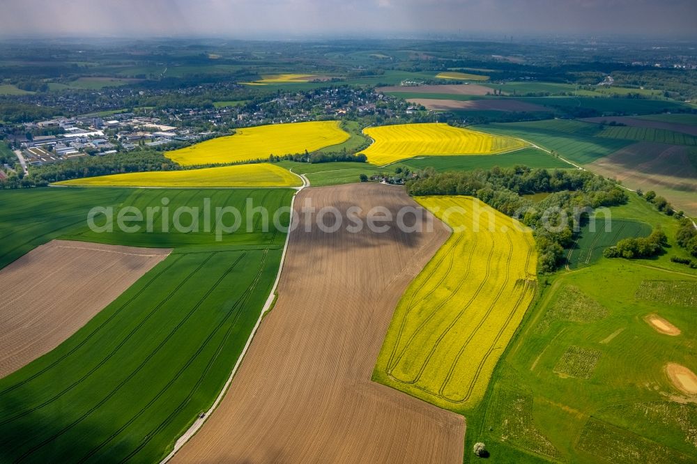 Aerial image Homberg - Field landscape yellow flowering rapeseed flowers in Homberg in the state North Rhine-Westphalia, Germany