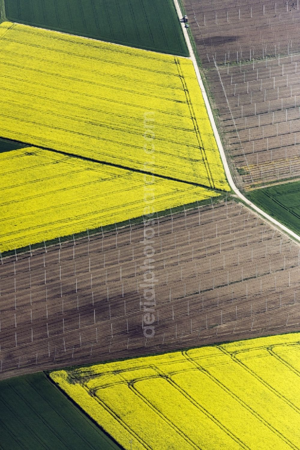 Pförring from the bird's eye view: Field landscape of yellow flowering rapeseed flowers and hop field in Pforring in the state of Bavaria, Germany