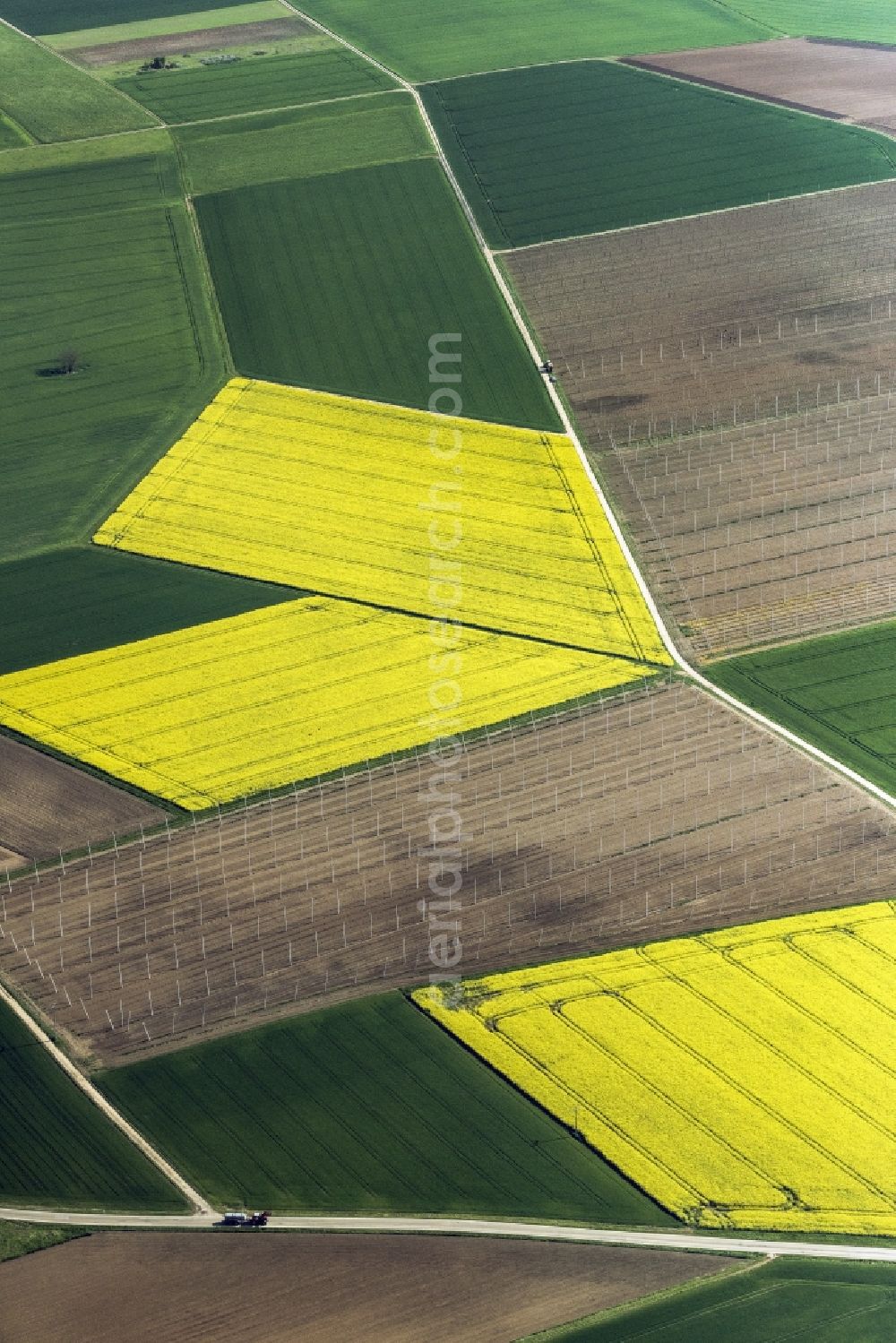 Aerial image Pförring - Field landscape of yellow flowering rapeseed flowers and hop field in Pforring in the state of Bavaria, Germany