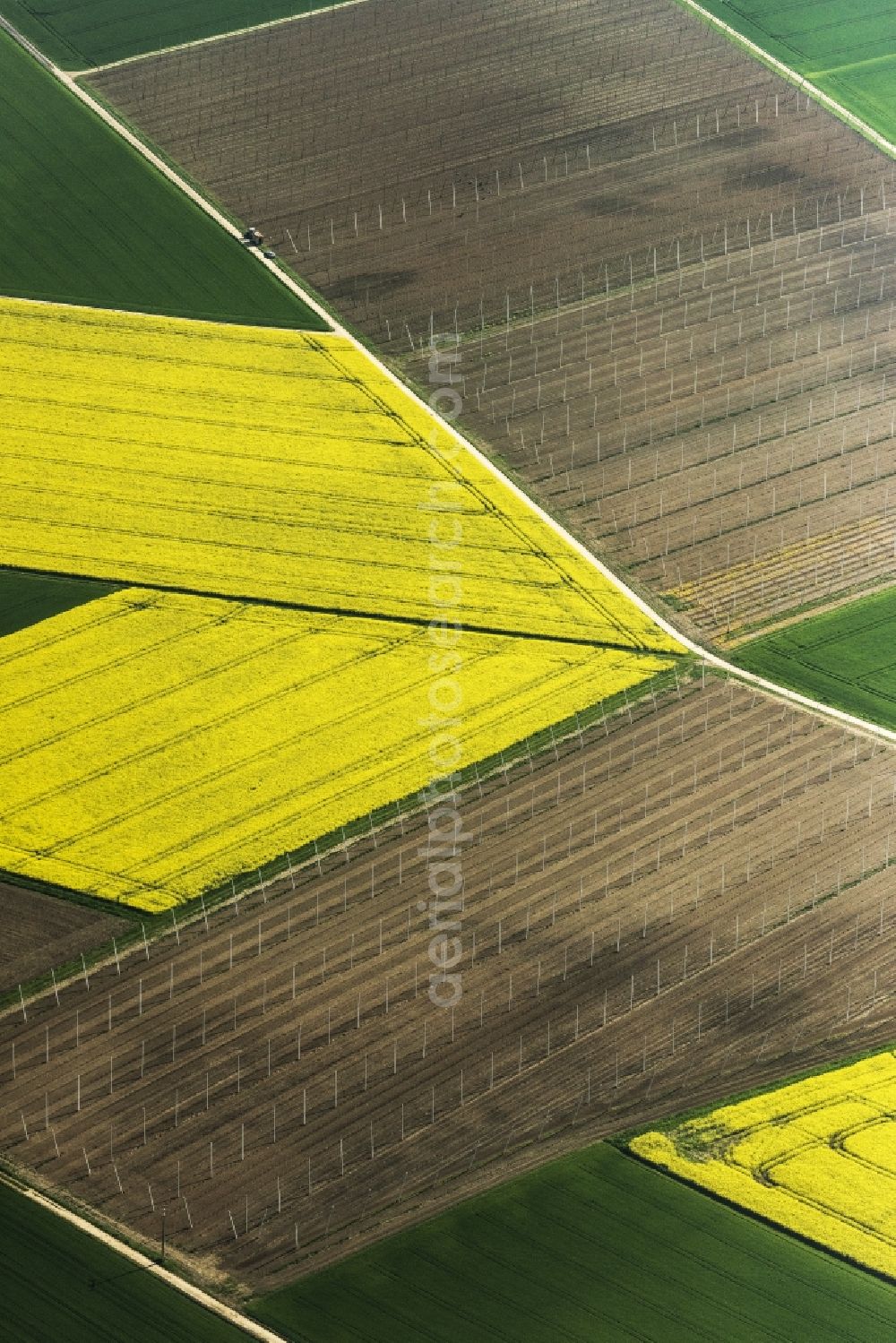 Aerial photograph Pförring - Field landscape of yellow flowering rapeseed flowers and hop field in Pforring in the state of Bavaria, Germany