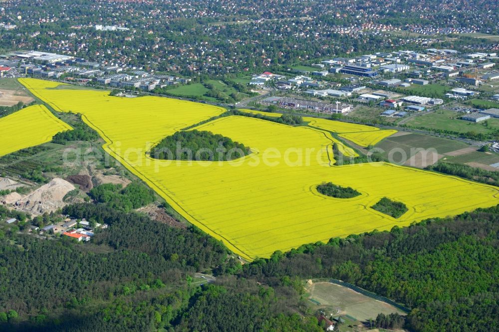 Aerial image Hoppegarten - Field landscape yellow flowering rapeseed flowers in Hoppegarten in the state Brandenburg