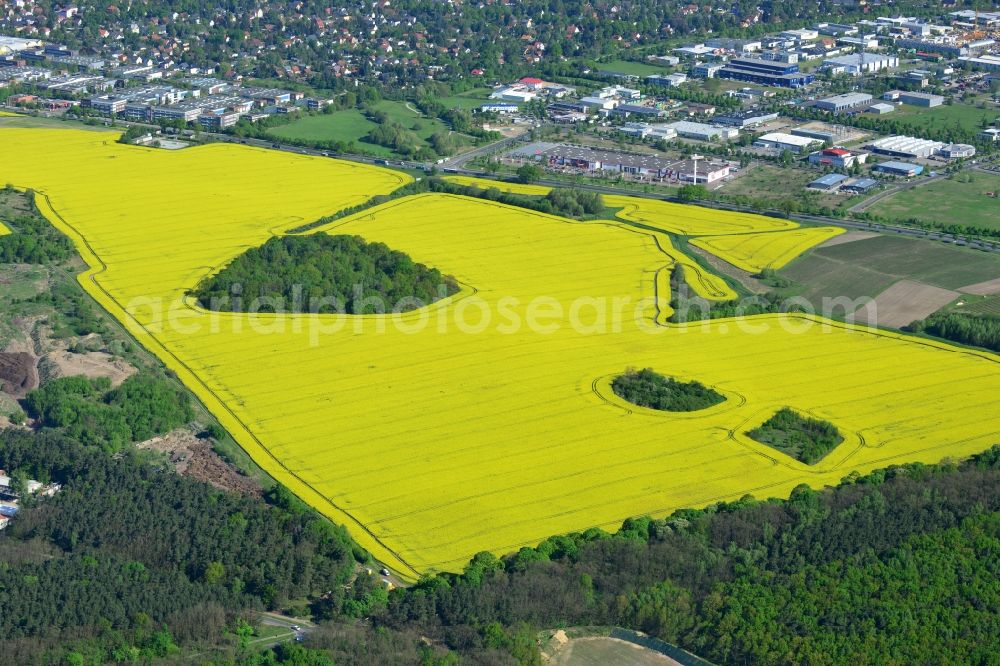 Aerial photograph Hoppegarten - Field landscape yellow flowering rapeseed flowers in Hoppegarten in the state Brandenburg