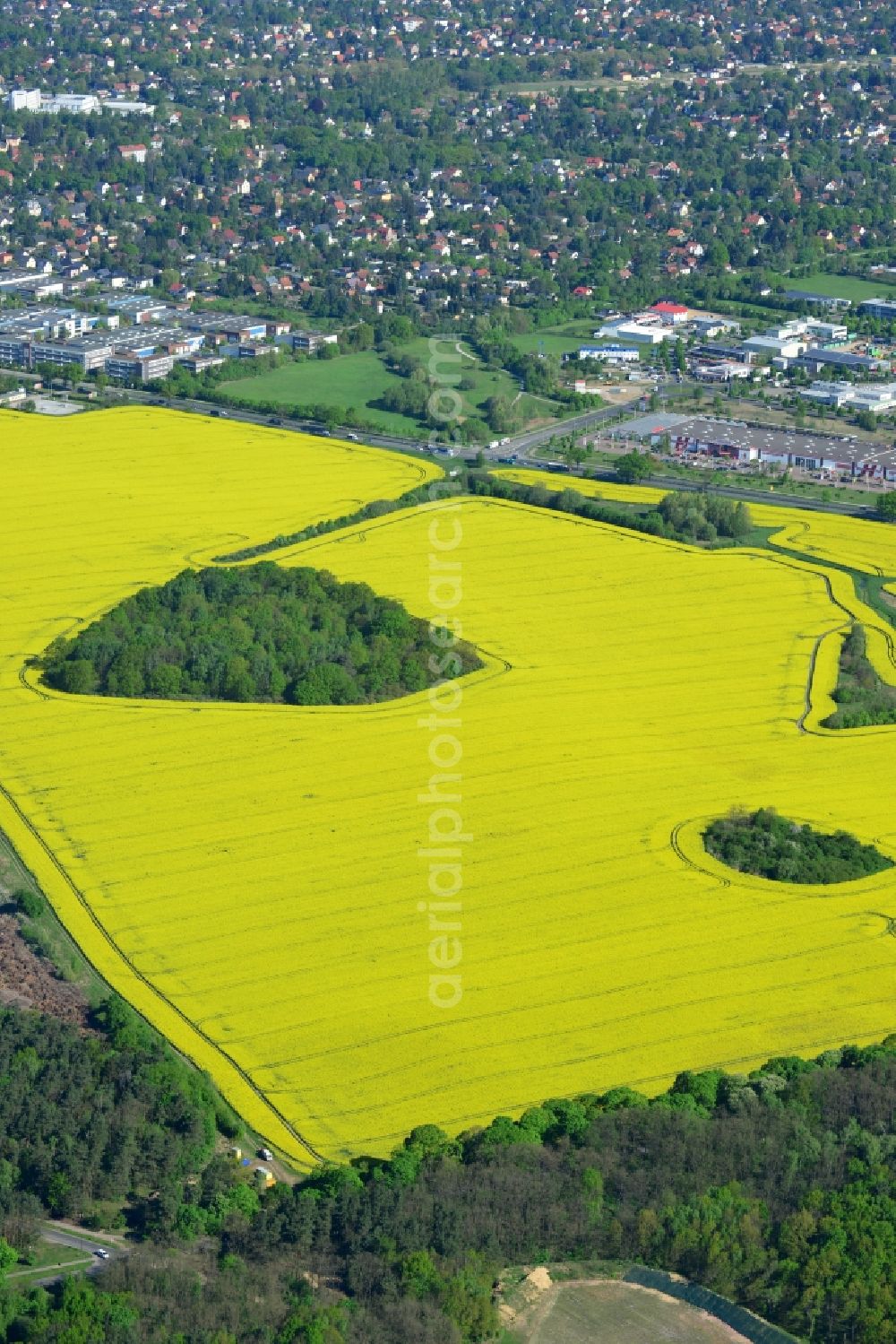 Hoppegarten from above - Field landscape yellow flowering rapeseed flowers in Hoppegarten in the state Brandenburg