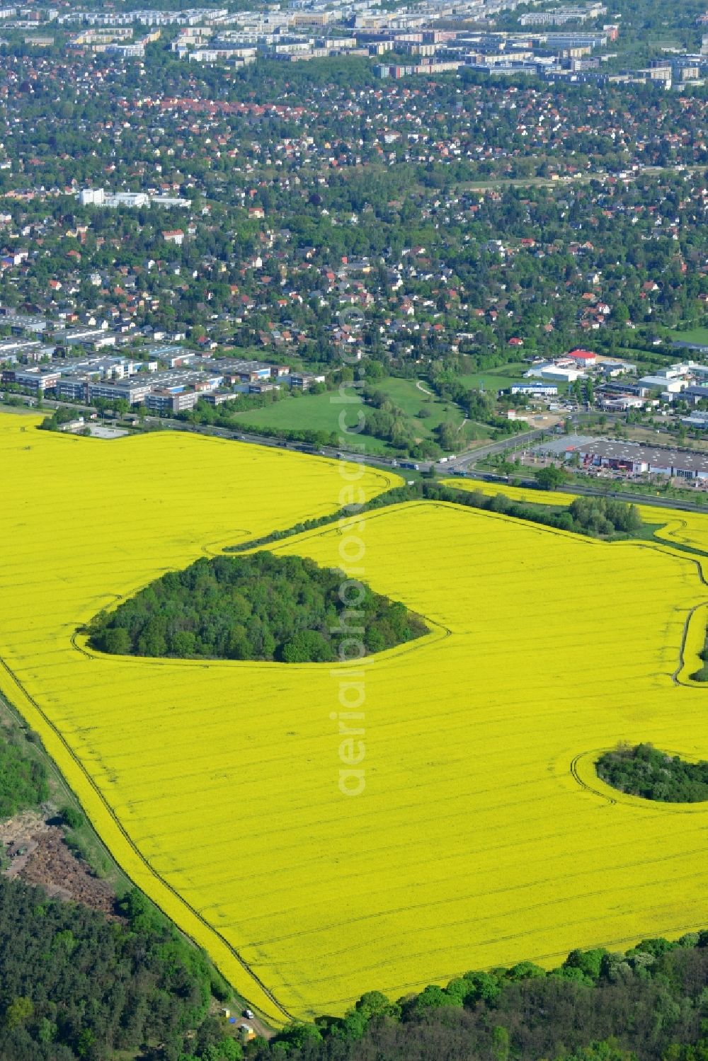 Hoppegarten from the bird's eye view: Field landscape yellow flowering rapeseed flowers in Hoppegarten in the state Brandenburg