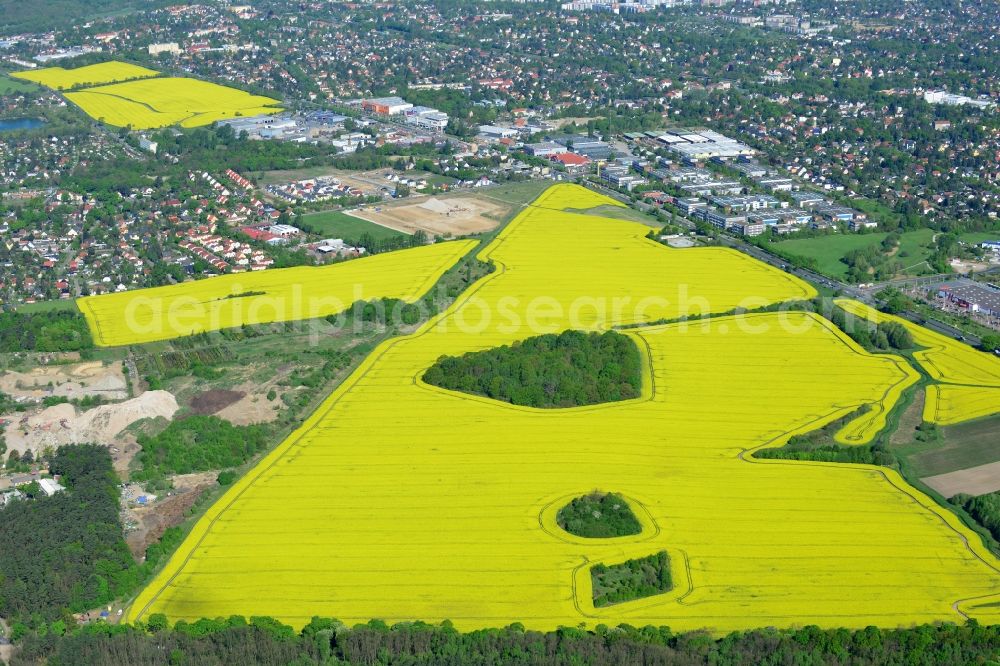 Aerial image Hoppegarten - Field landscape yellow flowering rapeseed flowers in Hoppegarten in the state Brandenburg