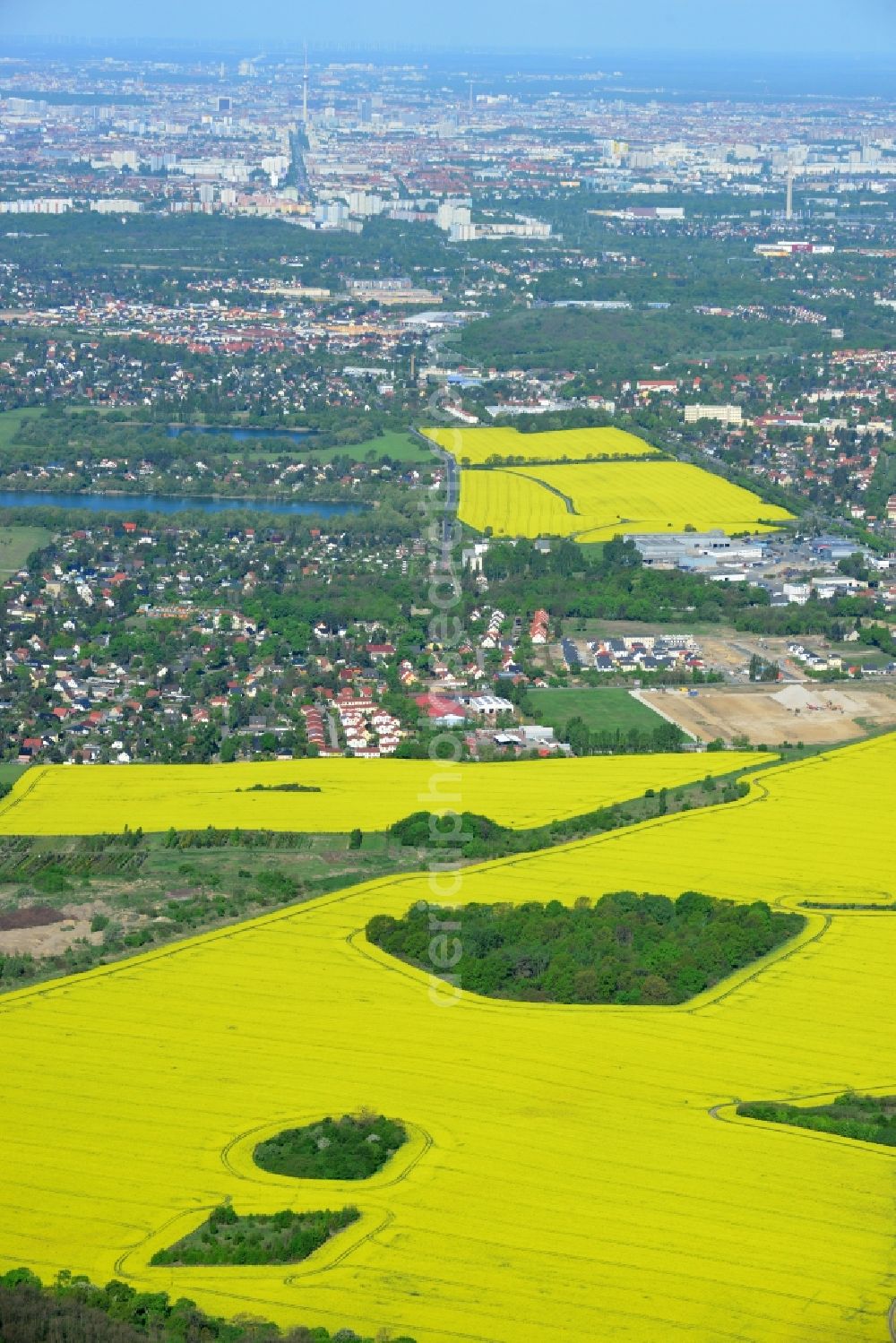 Hoppegarten from above - Field landscape yellow flowering rapeseed flowers in Hoppegarten in the state Brandenburg