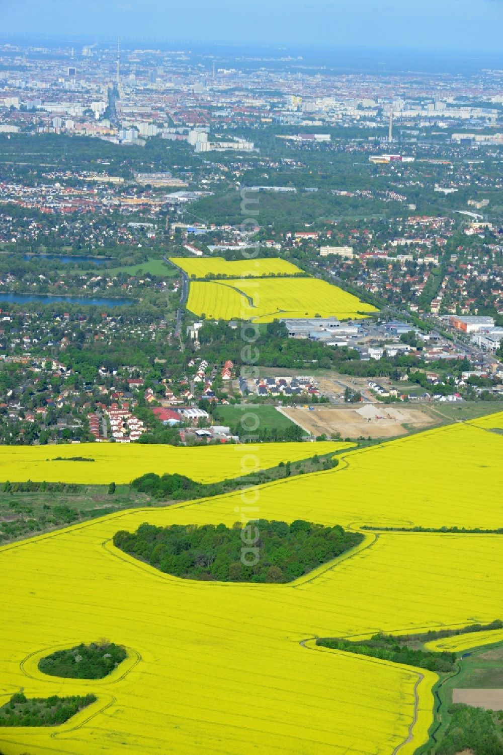 Hoppegarten from the bird's eye view: Field landscape yellow flowering rapeseed flowers in Hoppegarten in the state Brandenburg