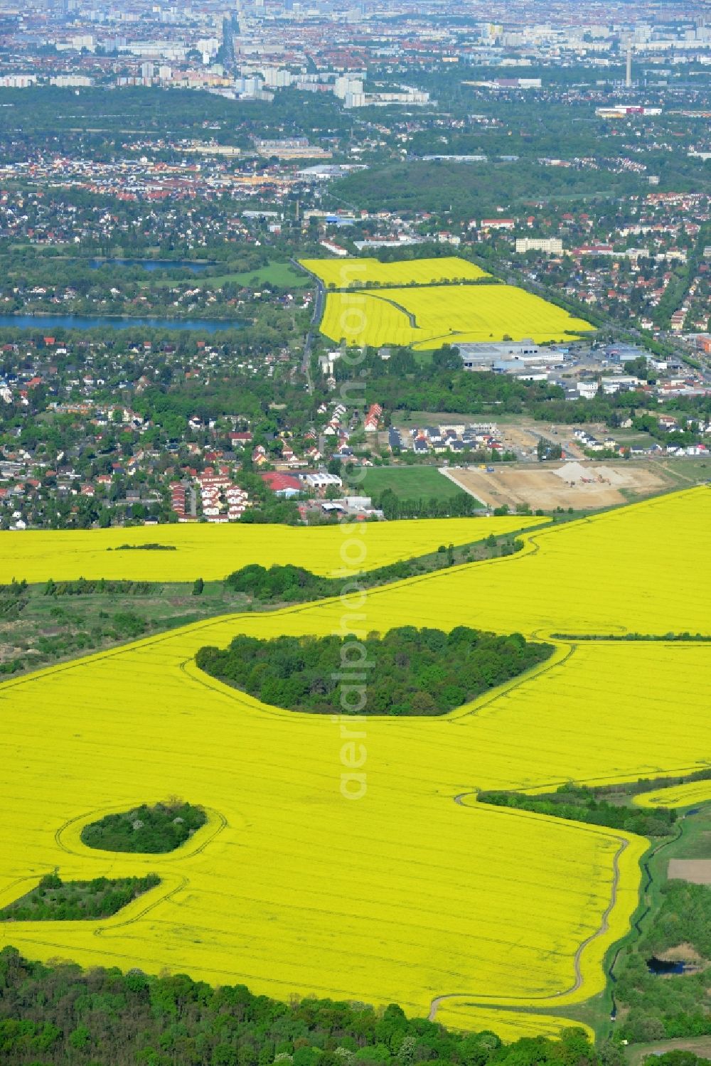 Hoppegarten from the bird's eye view: Field landscape yellow flowering rapeseed flowers in Hoppegarten in the state Brandenburg