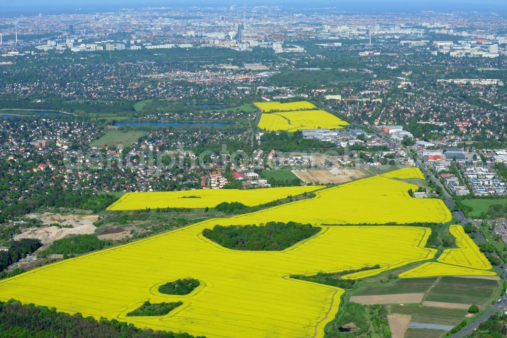 Aerial image Hoppegarten - Field landscape yellow flowering rapeseed flowers in Hoppegarten in the state Brandenburg