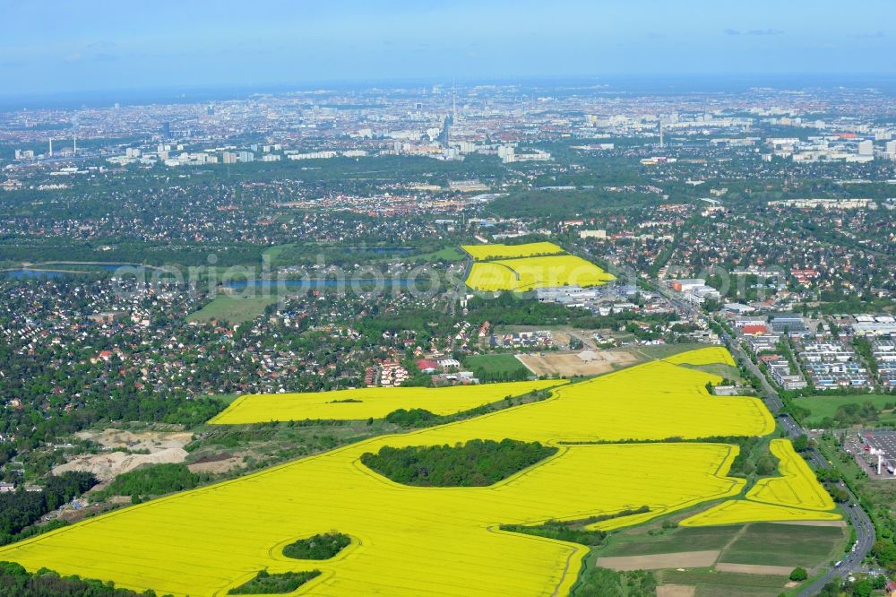 Aerial photograph Hoppegarten - Field landscape yellow flowering rapeseed flowers in Hoppegarten in the state Brandenburg