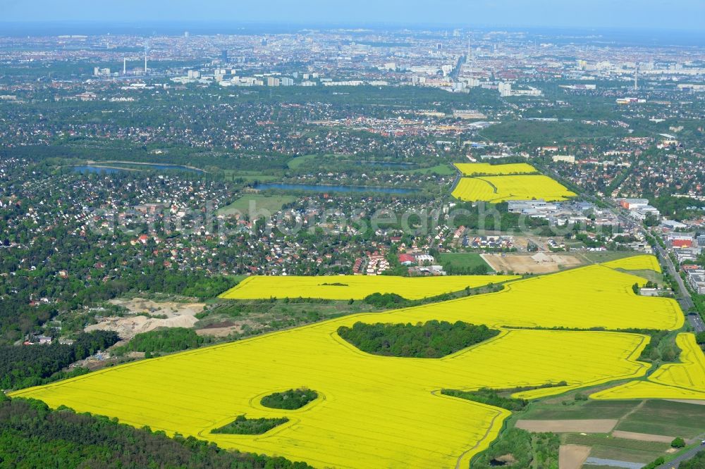 Hoppegarten from above - Field landscape yellow flowering rapeseed flowers in Hoppegarten in the state Brandenburg