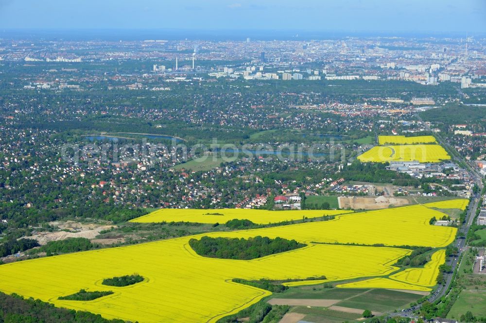 Hoppegarten from the bird's eye view: Field landscape yellow flowering rapeseed flowers in Hoppegarten in the state Brandenburg