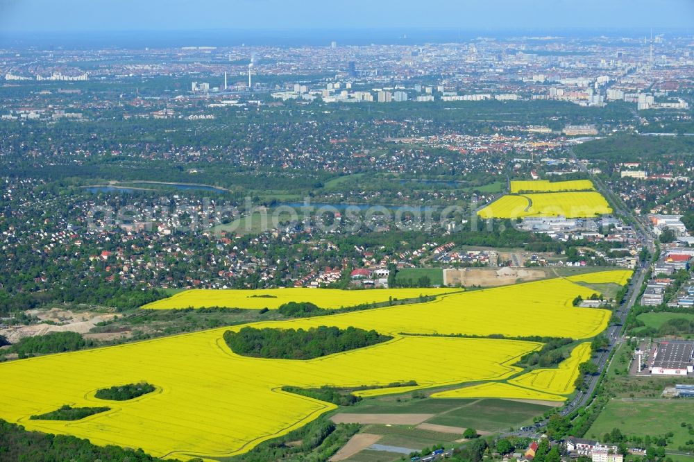 Aerial image Hoppegarten - Field landscape yellow flowering rapeseed flowers in Hoppegarten in the state Brandenburg