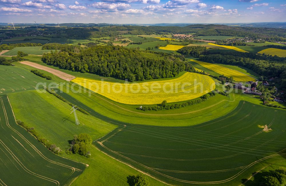 Aerial photograph Kalletal - Field landscape yellow flowering rapeseed flowers in Kalletal in the state North Rhine-Westphalia, Germany