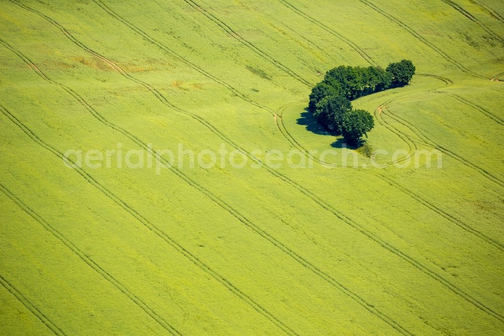 Aerial photograph Kartkowo - Field landscape yellow flowering rapeseed flowers in Kartkowo in Pomorskie, Poland