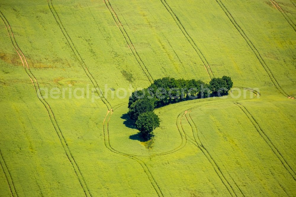 Kartkowo from above - Field landscape yellow flowering rapeseed flowers in Kartkowo in Pomorskie, Poland