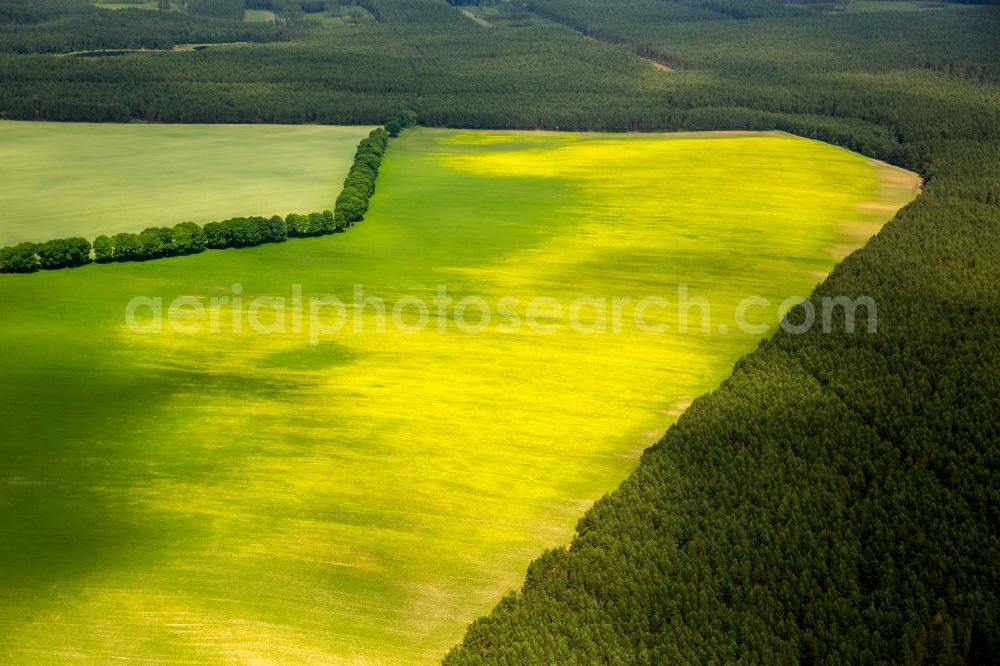 Kartkowo from the bird's eye view: Field landscape yellow flowering rapeseed flowers in Kartkowo in Pomorskie, Poland