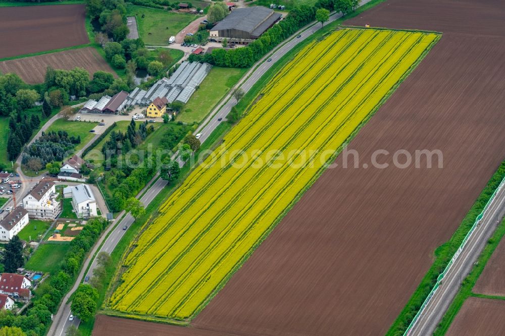 Kenzingen from the bird's eye view: Field landscape yellow flowering rapeseed flowers in Kenzingen in the state Baden-Wurttemberg, Germany