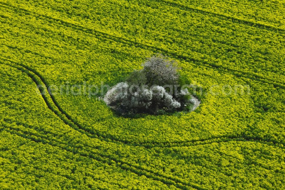 Aerial image Laeven - Field landscape yellow flowering rapeseed flowers in Laeven in the state Mecklenburg - Western Pomerania, Germany