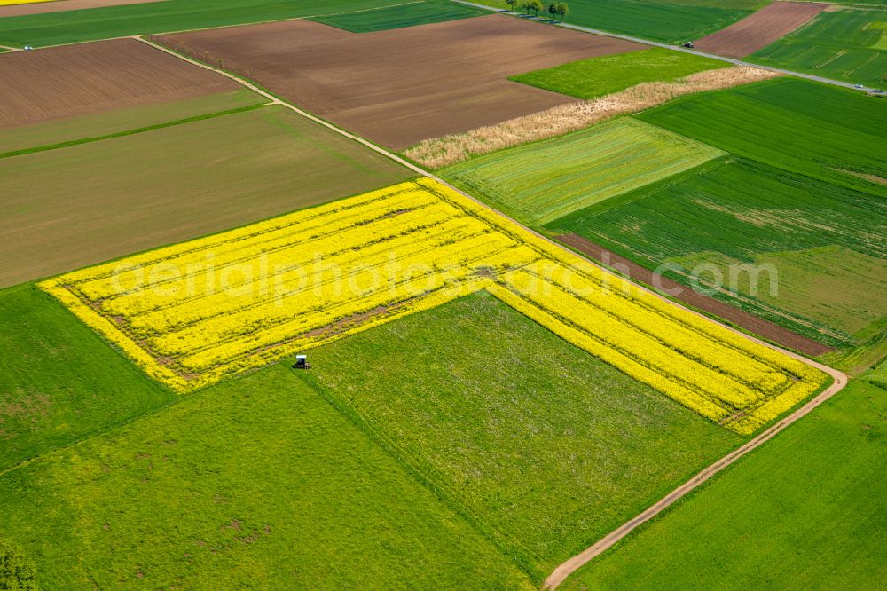 Marsberg from above - Field landscape yellow flowering rapeseed flowers in Marsberg at Sauerland in the state North Rhine-Westphalia, Germany