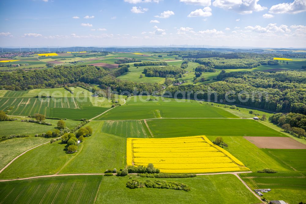 Aerial image Marsberg - Field landscape yellow flowering rapeseed flowers in Marsberg at Sauerland in the state North Rhine-Westphalia, Germany